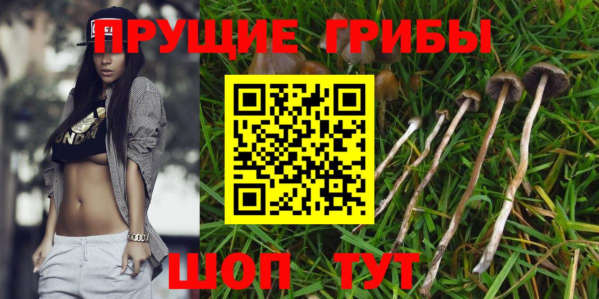 Кизляр  Галлюциногенные грибы Cubensis  продажа наркотиков  Вход с VPN 